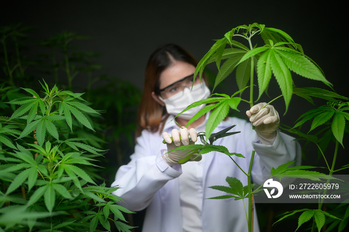 Scientist is trimming or cutting top of cannabis to planning , alternative medicine concept