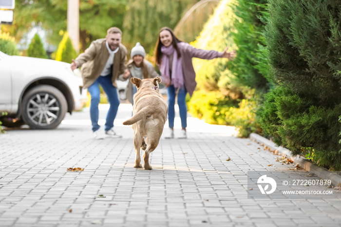 Funny Labrador dog running to family on street