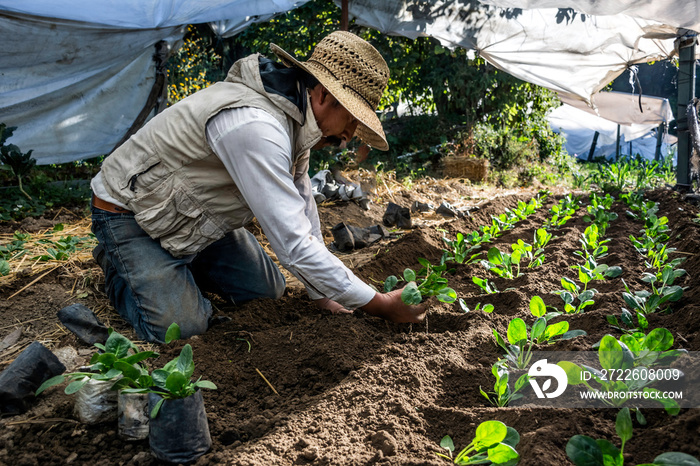 Latin man farmer planting spinach seedlings crouching in a greenhouse outdoors. Organic growing.