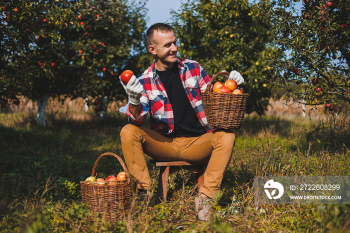 Young farmer man worker picking apples in orchard in village during autumn harvest. Happy man works in the garden, harvesting, baskets with apples