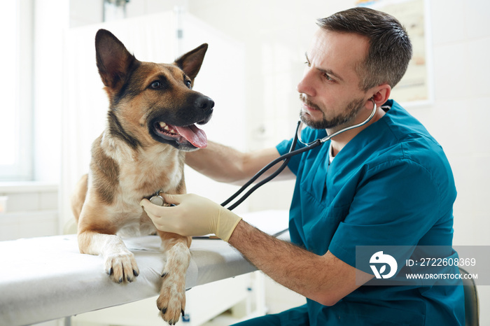 Veterinarian with stethoscope examining pedigreed brown sheepdog in clinics