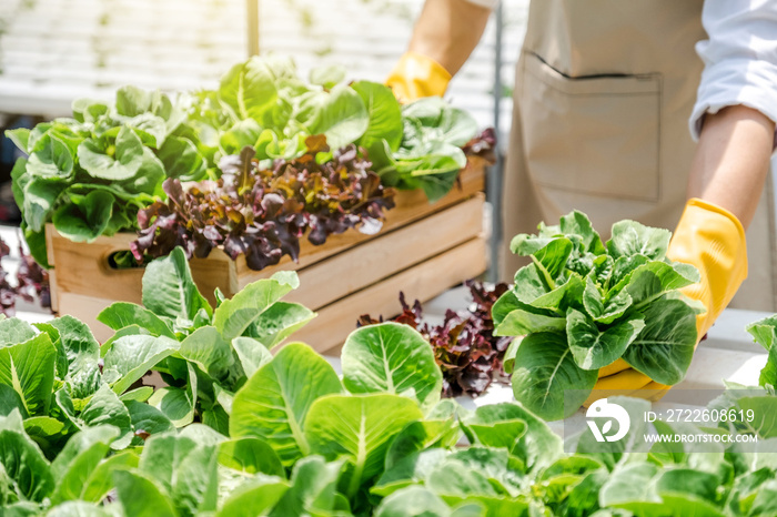 Happiness Asian Man gardener  Working with freshness vegetable hydroponic greenhouse  in hydroponic farm