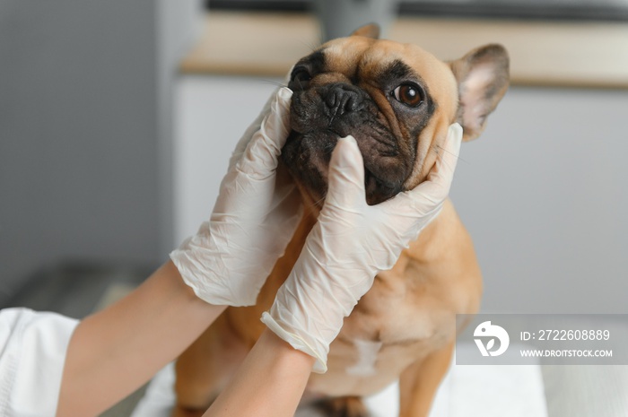 Veterinarian examining cute dog in clinic