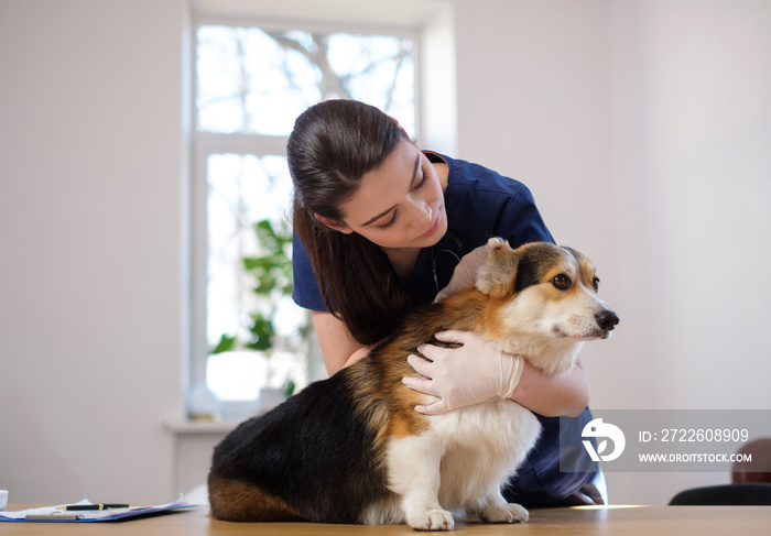 Veterinary surgeon and corgi dog at vet clinic