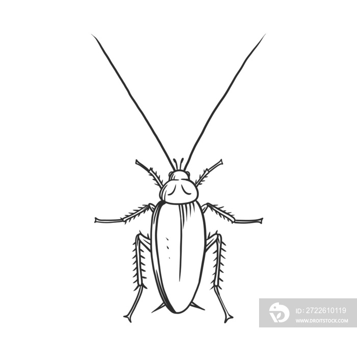 cockroach Insects and bug illustration