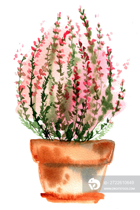 Heather bush in a pot. Flower in a pot painted with watercolors on white background. Vector drawing paint