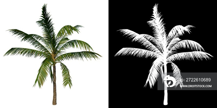 Front view tree (Adolescent Coconut Tree Palm 2) white background alpha png 3D Rendering 3D Ilustracion