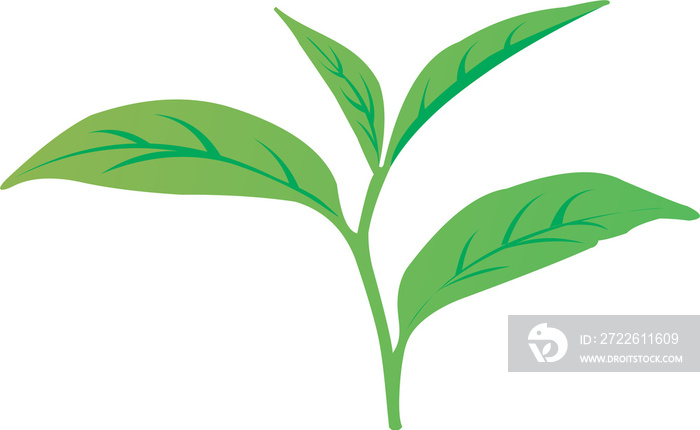 green tea leaf  png 02