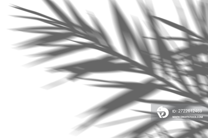 Abstract shadow black white palm leaf shadow on a white wall Background. Blank copy space. png transparent