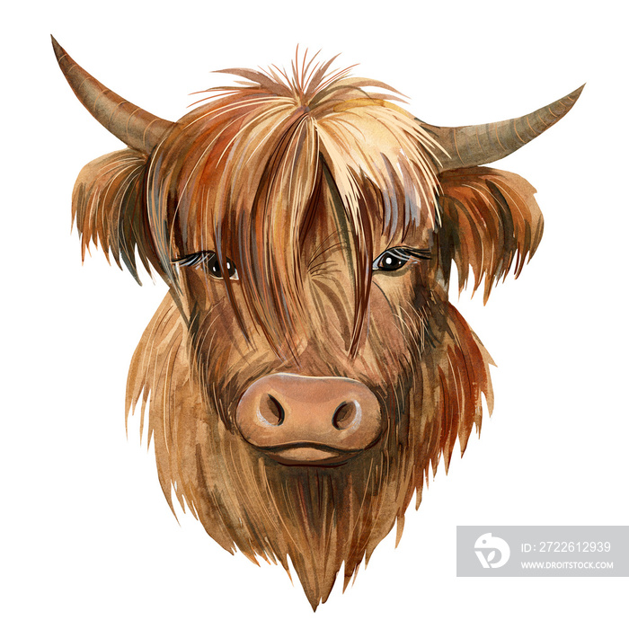 bull on isolated white background, watercolor drawing, symbol of new year