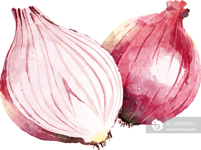 Shallots hand drawn watercolor painting isolated on white background