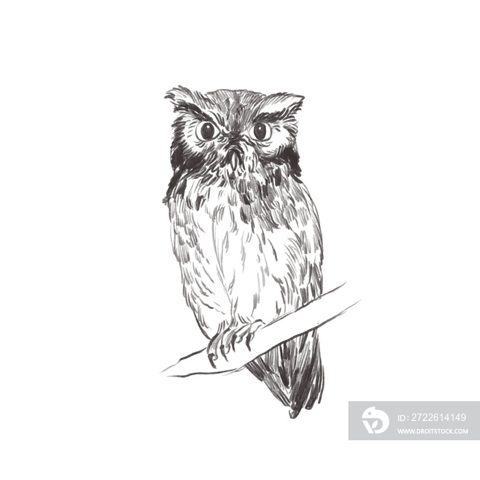 Line art pencil sketch of forest bird Screech Owl