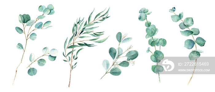 Eucalyptus branches, willow, silver dollar, true blue, baby and seeded eucalyptus. Botanical illustration isolated on white background. Watercolor floral set.