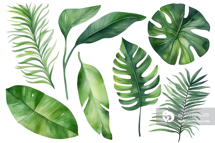 A set of tropical leaves on a transparent isolated background.