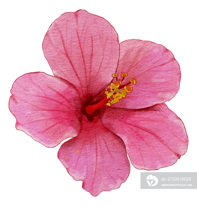 Hibiscus flower watercolor illustration, watercolor element.