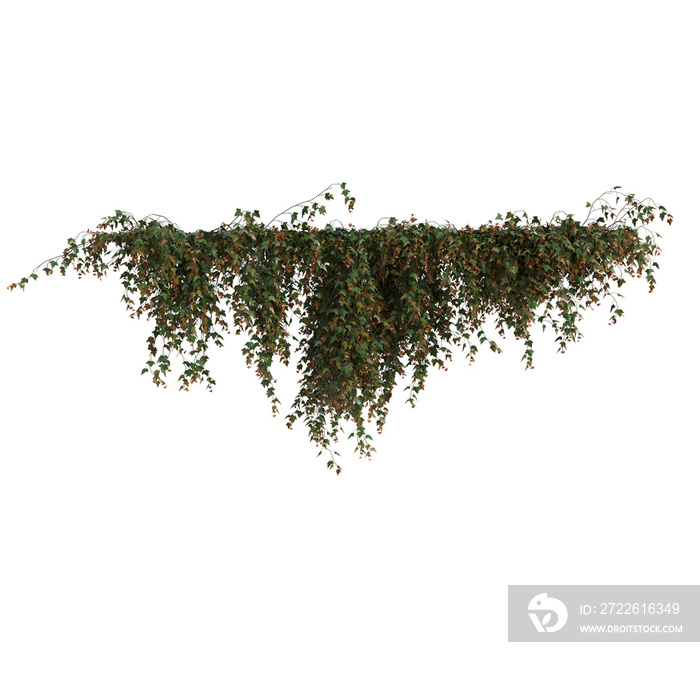 3d illustration of ivy hanging isolated on transparent background