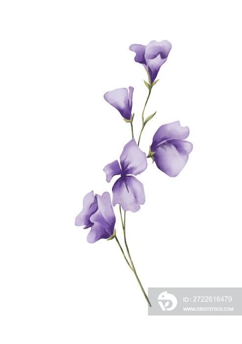 Watercolor botanical illustration of purple wildflowers