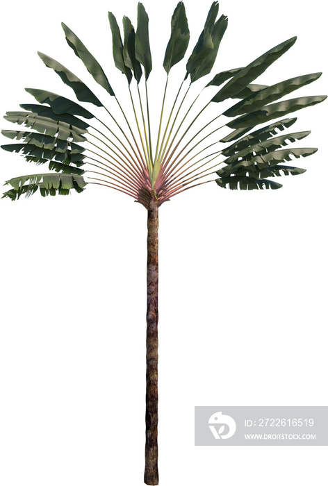 Ravenala travelers palm cutout