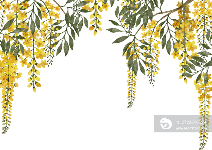 Cassia fistula or golden shower flowers watercolor with transparent background