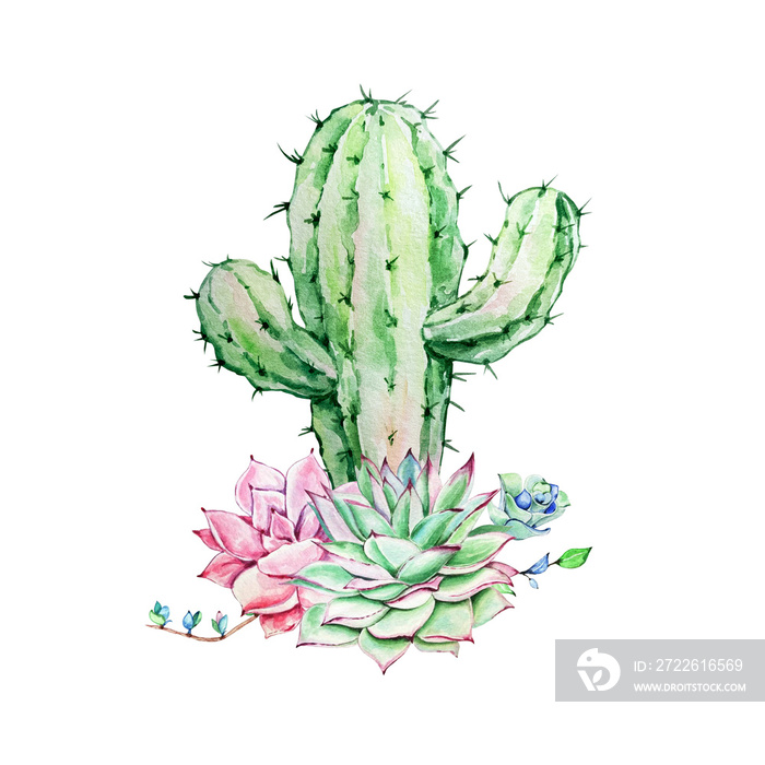 Watercolor illustration of cactus and succulents