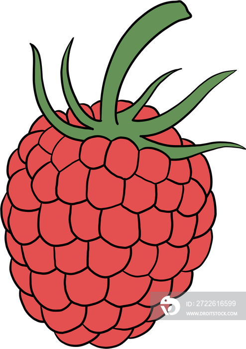 doodle freehand outline sketch drawing of raspberry fruit.