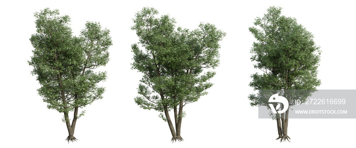 tree isolated on transparent background , tree 3d render