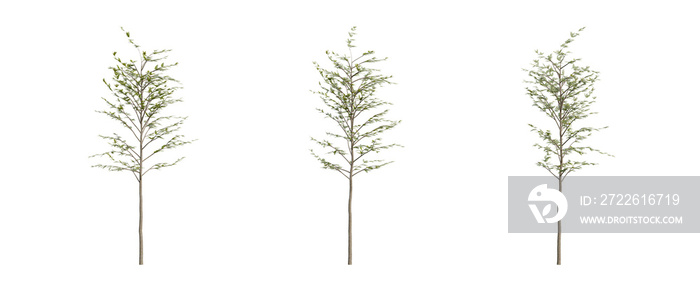 tree isolated on transparent background , tree 3d render