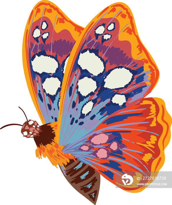 Elegant exotic butterflies colorful wings decorative