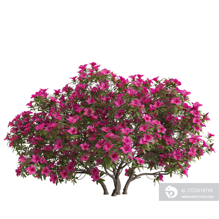 3d illustration of rhododendron pulchrum isolated on transparent background