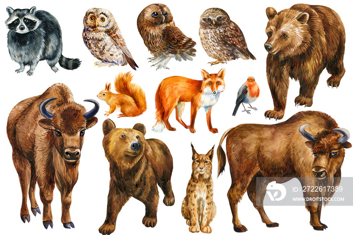 set of forest animals, squirrel, fox, bear, bison, lynx, raccoon and owl. Watercolor drawings, isolated background