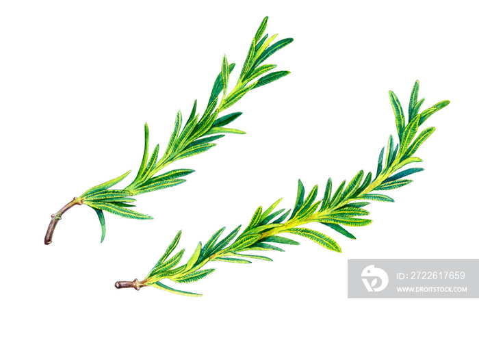 Set of Rosemary sprigs isolated. Watercolor illustration. Hand drawn botanical spices for cooking. Provencal herbs. For design, booklets, restaurant menus.