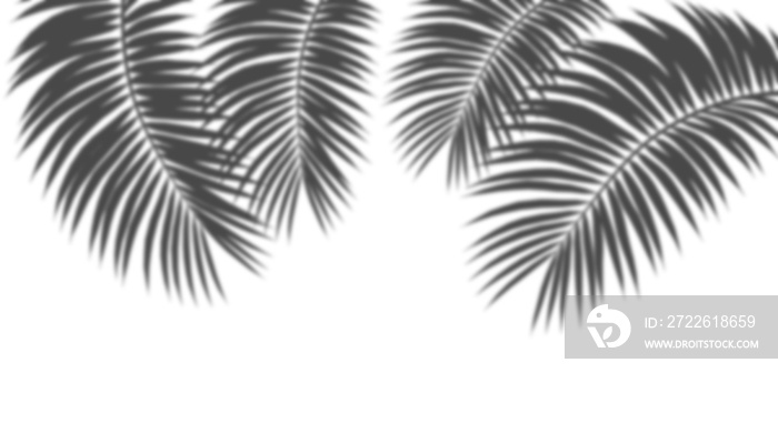 Realistic cut out blur shadow palm leaves transparent backgrounds 3d render png files