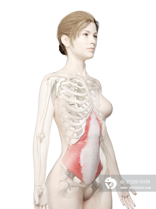 3d rendered medically accurate illustration of a womans Transversus Abdominis