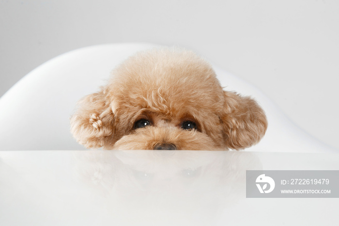 Brown poodle on dining table, clean background, closeup