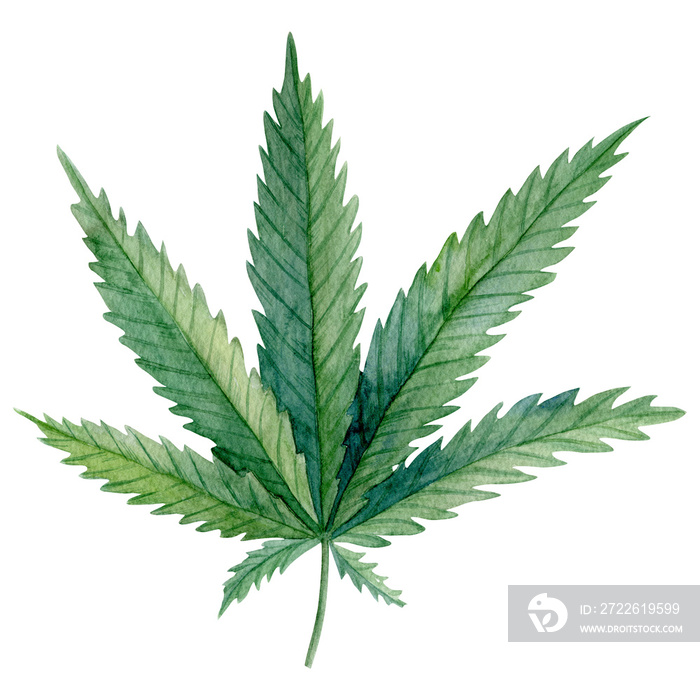 A green leaf of Cannabis indica (Marijuana) medicinal plant.  Watercolor hand drawn painting illustration isolated on a white background.