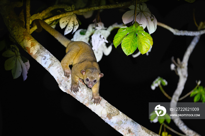 Kinkajou walking on tree branch at night