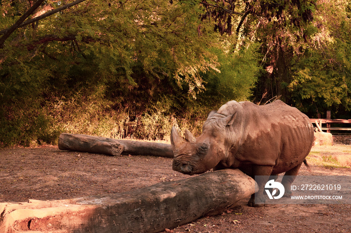 Hino at the zoo