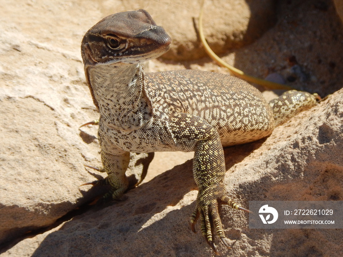 Perentie Monitor (Varanus giganteus) the largest monitor lizard in Australia and the third largest on earth