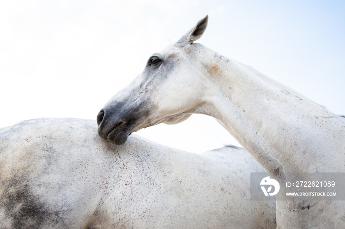 Portrait of a beautiful white horse