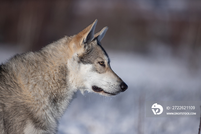 Saarloos wolf dog in snow winter animal