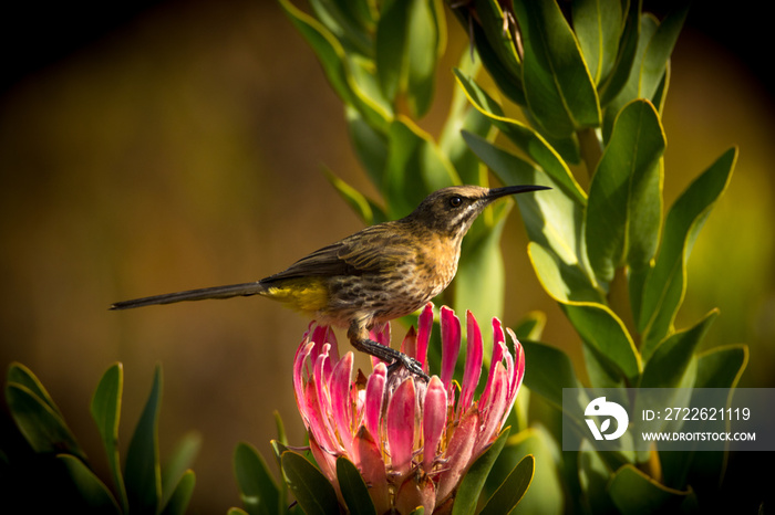 passerine birds sugarbird honeyeater feeding on giant protea