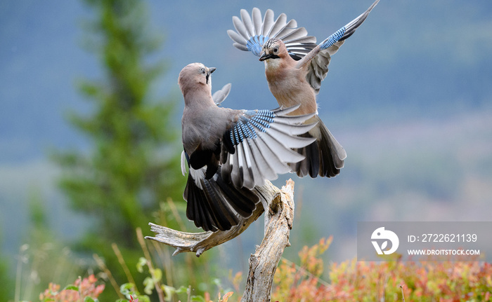 Eurasian jay (Garrulus glandarius)