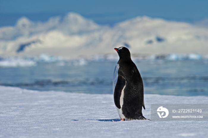 Penguin Loneliness in Antarctica