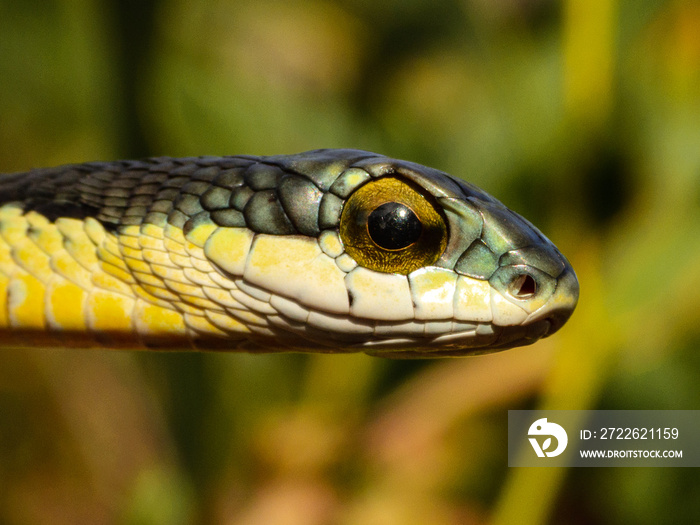 Boomslang (Dispholidus typus), dangerously venomous snake