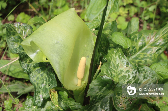 Arum plant in bloom with flower. Arum italicum wild plant on summer