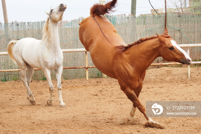 brown horse and white horse playing