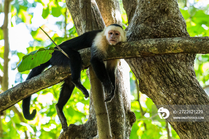 White faced capuchin chills on a branch