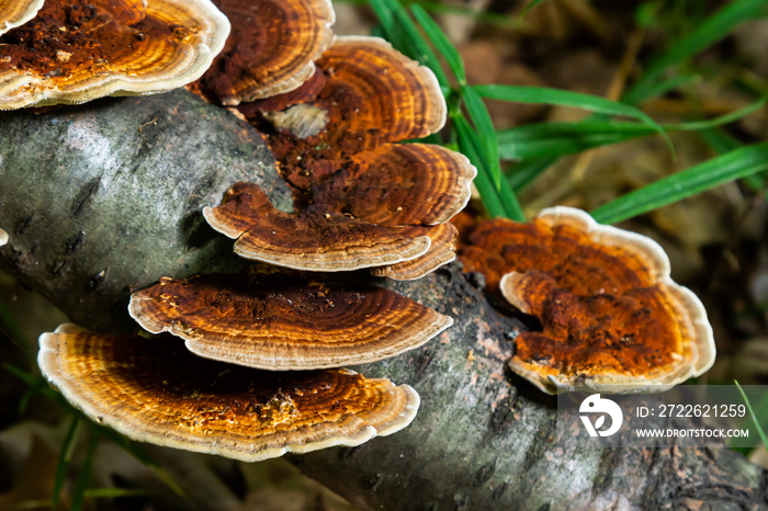 Anise mazegill, a brown rot fungus, Gloeophyllum odoratum