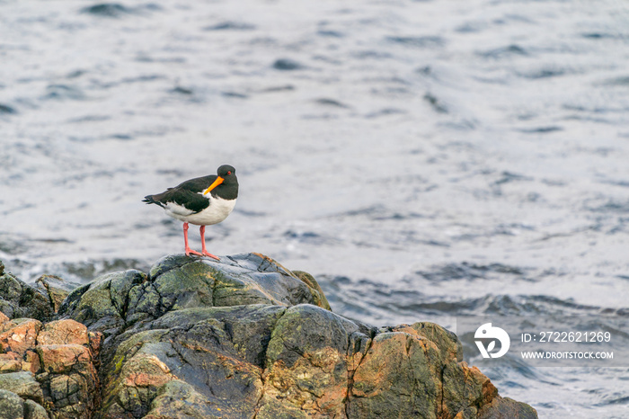 Eurasian Oystercatcher (Haematopus ostralegus)