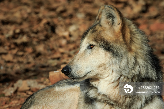 A Dignified Mexican Wolf at Rest